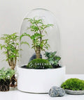Premium Flaschengarten CERA - Serie (weiß, Dome) DIY - Set - Greenery Living