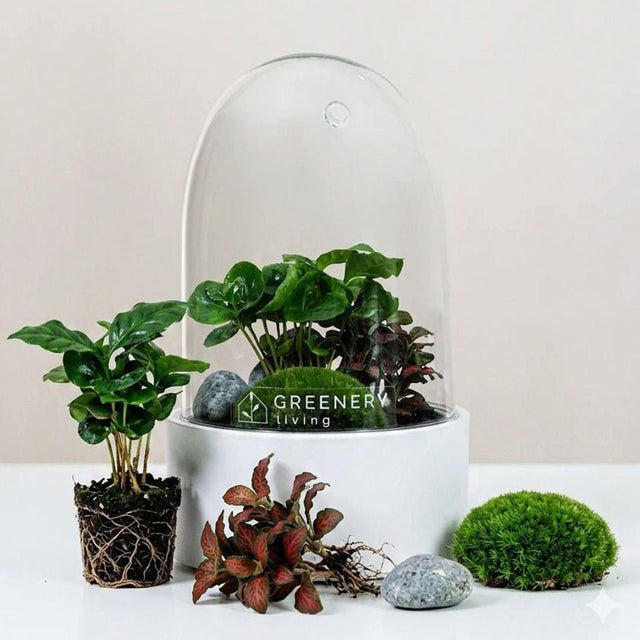 Premium Flaschengarten CERA - Serie (weiß, Dome) DIY - Set - Greenery Living