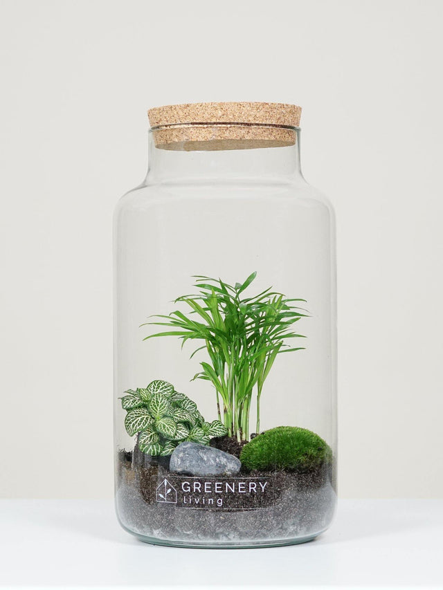 Flaschengarten CORK-Serie DIY-Set Typ-2 von GREENERY living - biotop im glas - Pflanzen im Glas - Garten im Glas