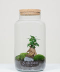 Flaschengarten CORK-Serie DIY-Set - Greenery Living