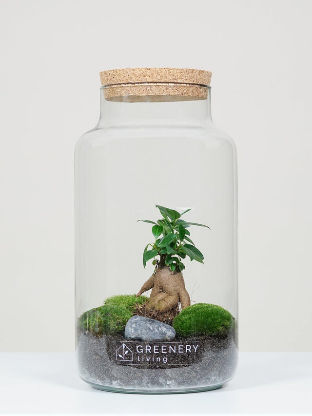Flaschengarten CORK-Serie DIY-Set Typ-6 von GREENERY living - biotop im glas - Pflanzen im Glas - Garten im Glas