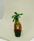 Minipflanze Bonsai Ficus Ginseng - Greenery Living
