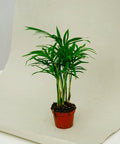 Minipflanze Chamaedorea Elegans - Greenery Living
