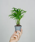 Minipflanze Chamaedorea Elegans - Greenery Living