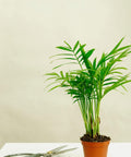 Minipflanze Chamaedorea Elegans - Greenery Living