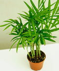 Minipflanze Chamaedorea Elegans - Greenery Living