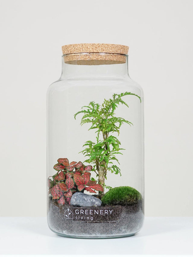 Flaschengarten mit Fiederaralie | Rote Mosaikpflanze | Moospolster
 CORK-Serie DIY-Set - Greenery Living