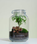 Flaschengarten Fiederaralie | Rote Mosaikpflanze | Moospolster
-JAR-Serie DIY-Set - Greenery Living