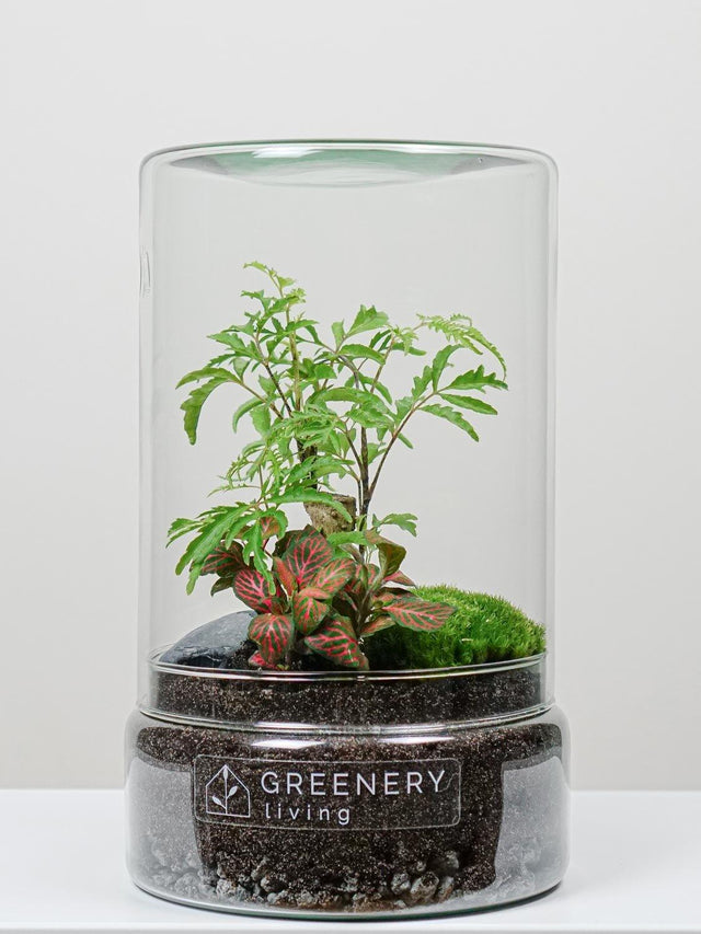 Pflanzen im Glass -Flaschengarten Fiederaralie | Rote Mosaikpflanze | Moospolster
TUBE-Serie DIY-Set - Greenery Living