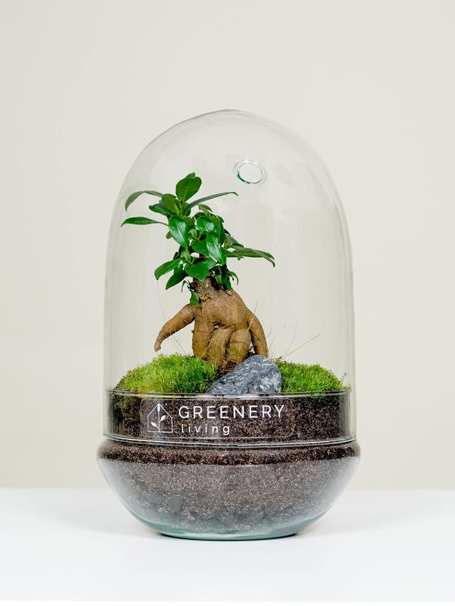 Flaschengarten EGG-Serie DIY-Set Typ-6 von GREENERY living - biotop im glas - Pflanzen im Glas - Garten im Glas