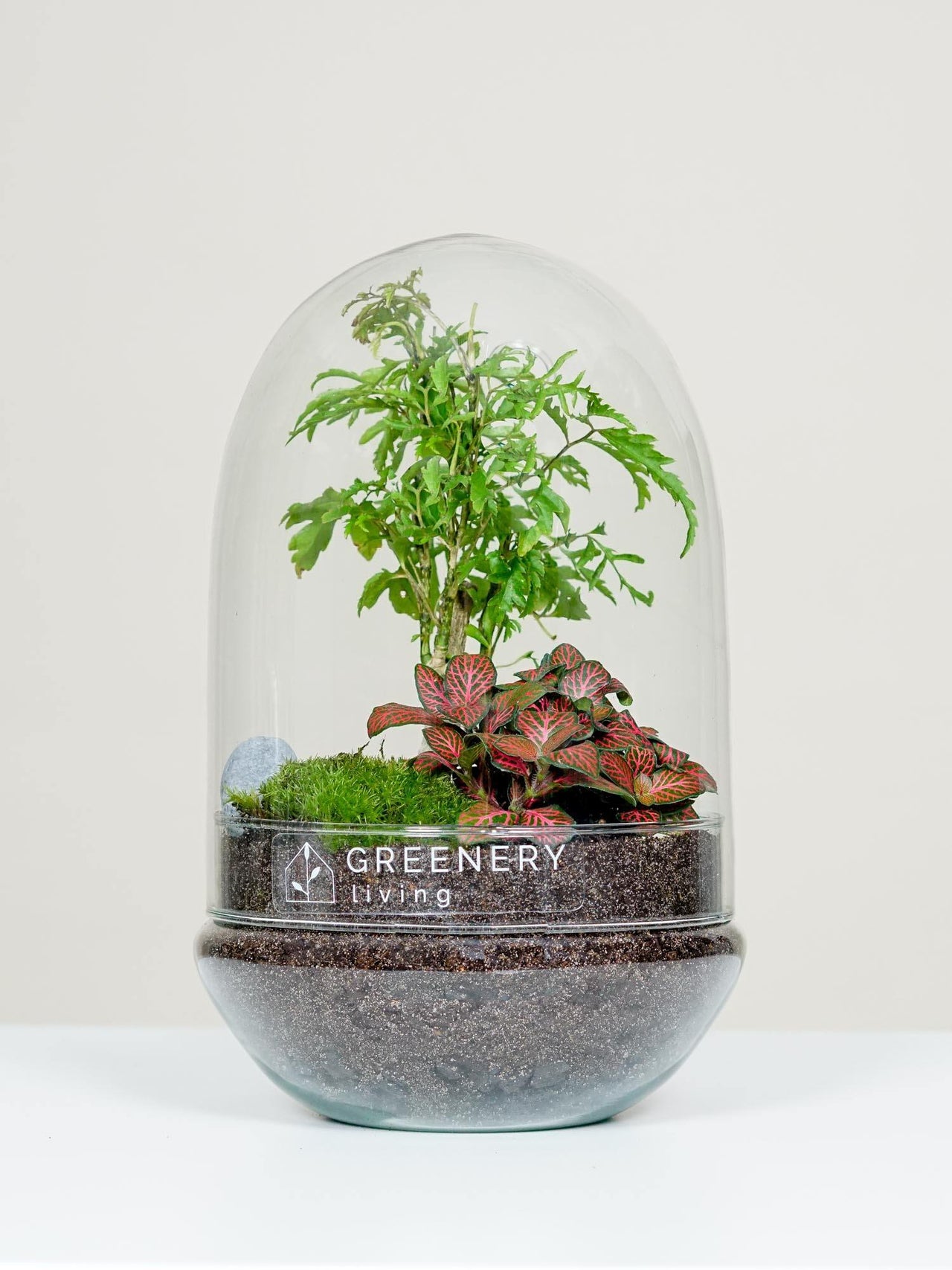 Flaschengarten /Pflanzen im Glas /Biotop /Ökosystem kaufen GREENERY