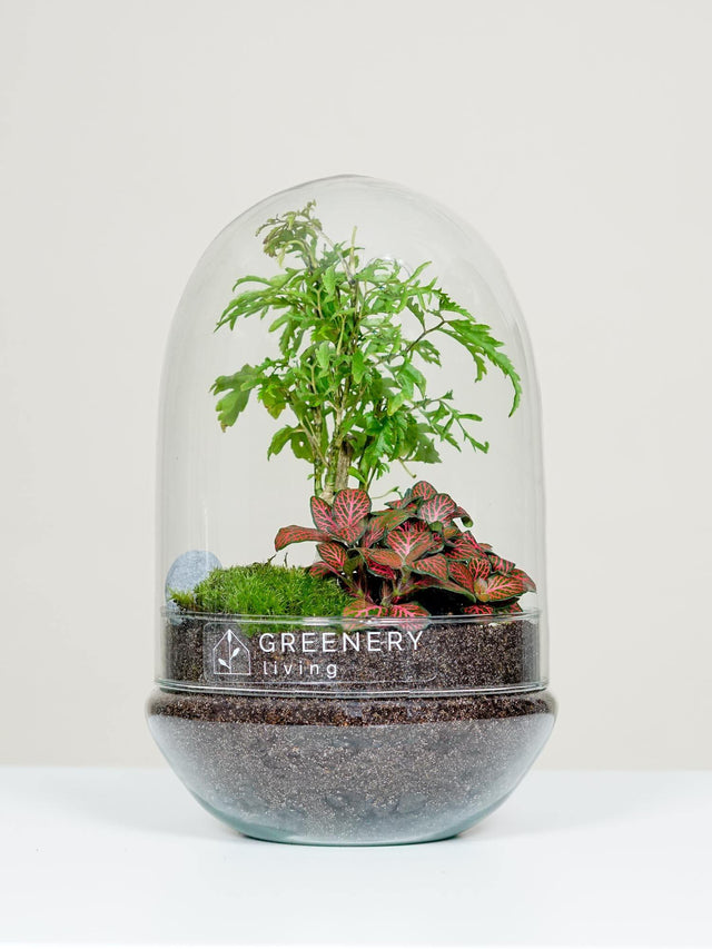 Flaschengarten EGG-Serie DIY-Set - Greenery Living