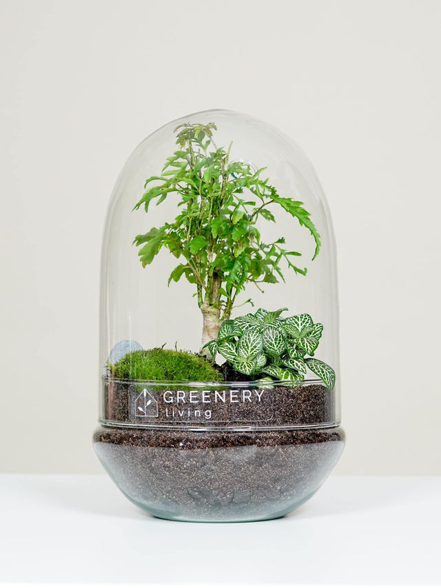 Flaschengarten EGG-Serie DIY-Set Typ-4 von GREENERY living - biotop im glas - Pflanzen im Glas - Garten im Glas
