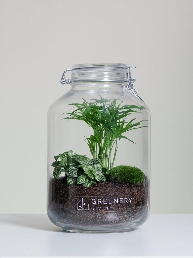 Flaschengarten JAR-Serie DIY-Set - Greenery Living