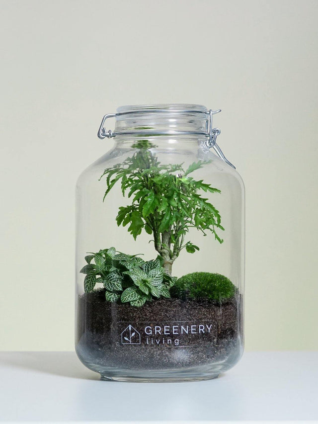 Flaschengarten JAR-Serie DIY-Set - Greenery Living