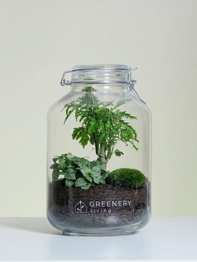 Flaschengarten JAR-Serie DIY-Set Typ-4 von GREENERY living - biotop im glas - pflanzen im glas - garten im glas
