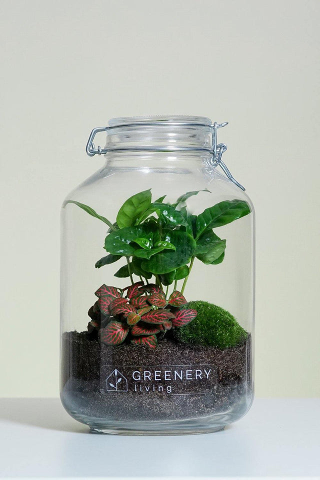 Flaschengarten JAR-Serie DIY-Set - Greenery Living