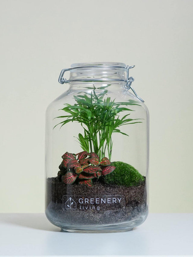 Flaschengarten JAR-Serie DIY-Set Typ-3 von GREENERY living - biotop im glas - pflanzen im glas - garten im glas