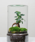Flaschengarten Mini-Bonsai  | Zwei Moospolster
-TUBE-Serie DIY-Set - Greenery Living