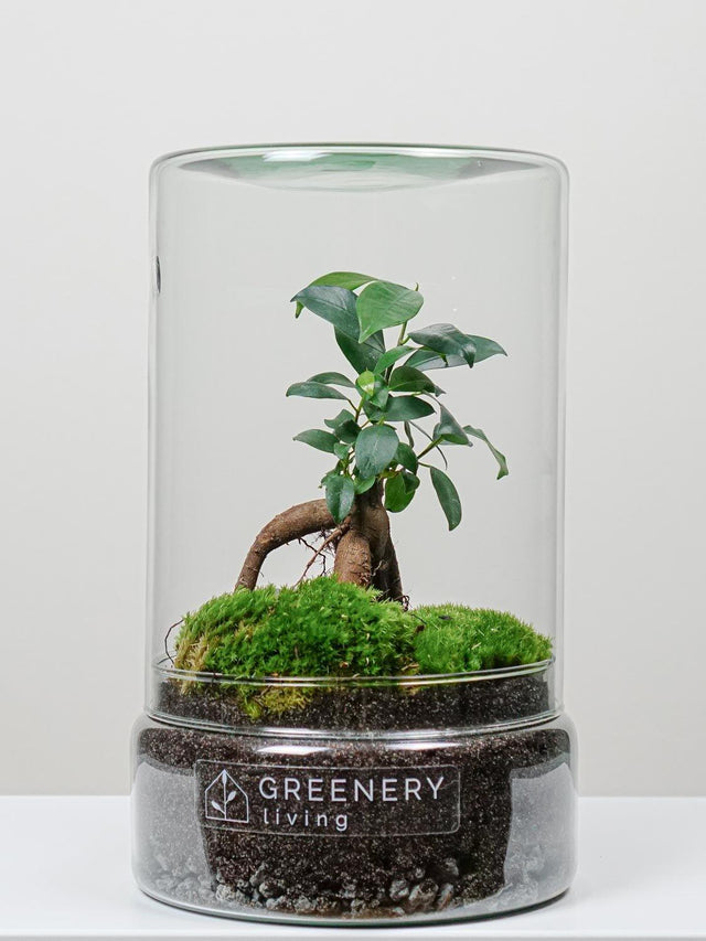 Flaschengarten Mini-Bonsai  | Zwei Moospolster
-TUBE-Serie DIY-Set - Greenery Living