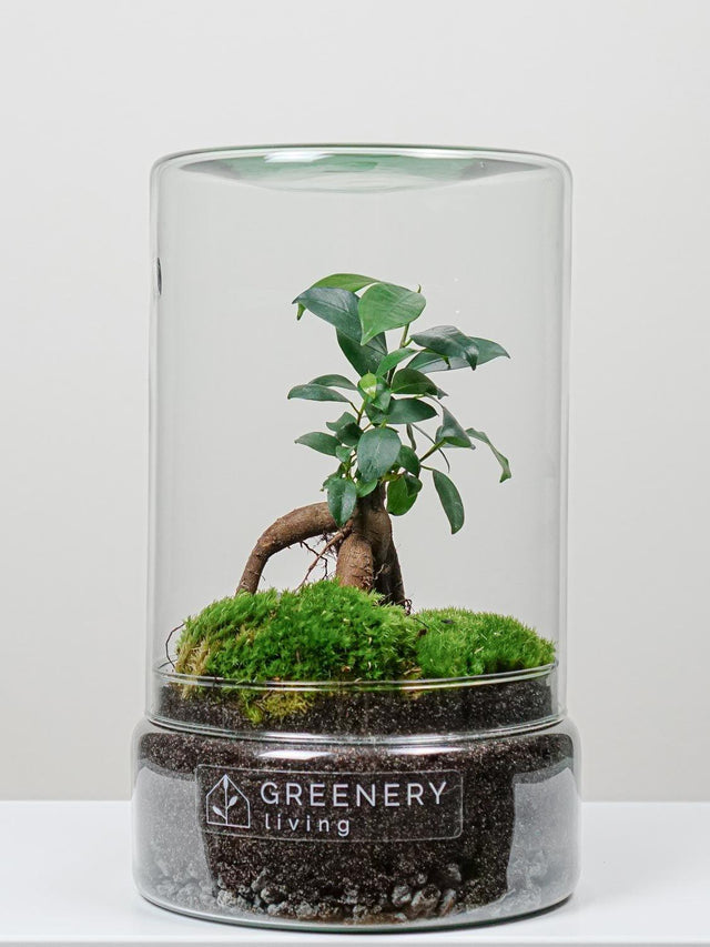 Flaschengarten TUBE-Serie DIY-Set - Greenery Living