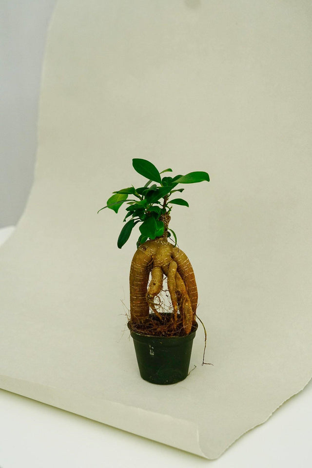 Minipflanze Bonsai Ficus Ginseng - Flaschengarten Shop