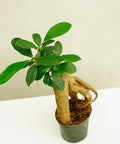 Minipflanze Bonsai Ficus Ginseng - Greenery Living