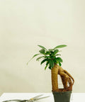 Minipflanze Bonsai Ficus Ginseng - Greenery Living