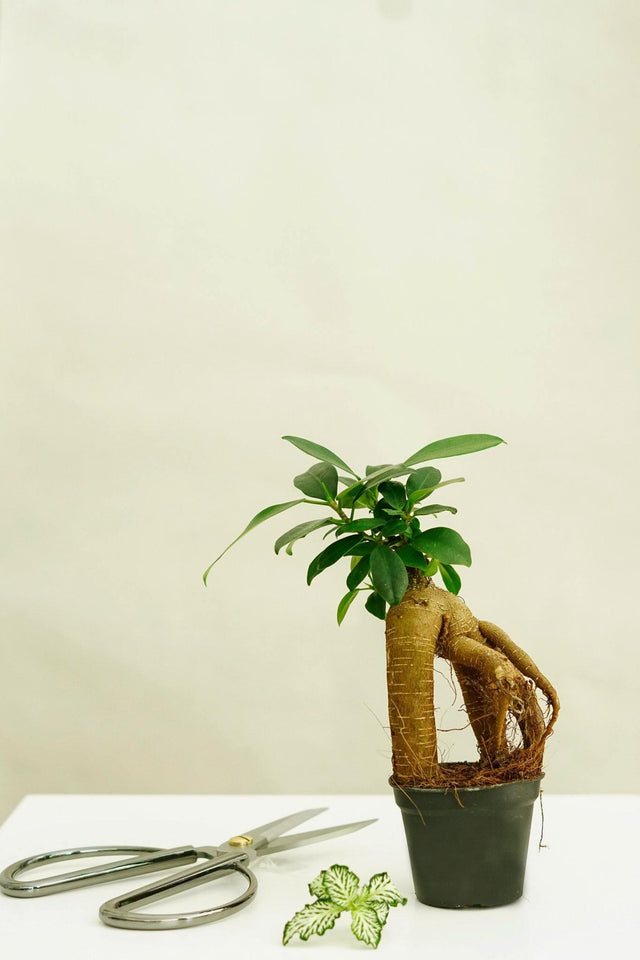 Minipflanze Bonsai Ficus Ginseng - Greenery Living