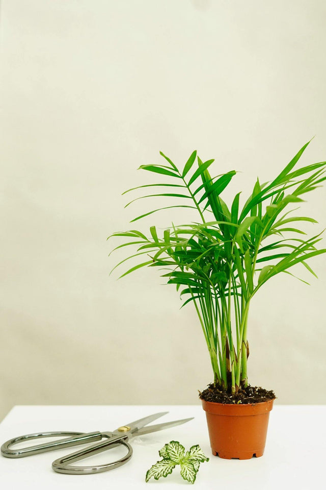 Minipflanze Chamaedorea Elegans - Greenery Living