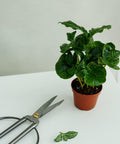Minipflanze Coffea Arabica - Greenery Living