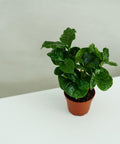 Minipflanze Coffea Arabica - Greenery Living