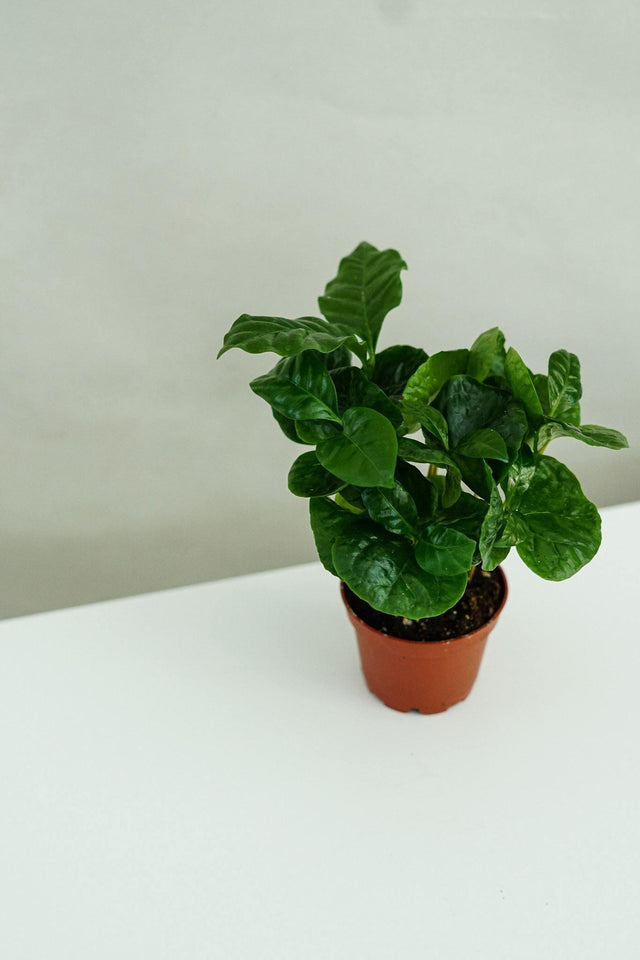 Minipflanze Coffea Arabica - Greenery Living