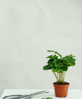 Minipflanze Coffea Arabica - Greenery Living