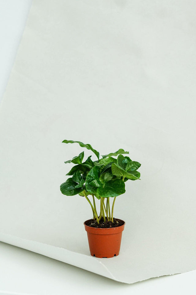 Minipflanze Coffea Arabica - Greenery Living