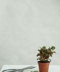 Minipflanze Fittonia Red - Greenery Living