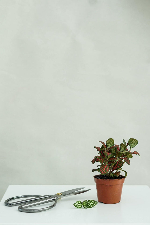 Minipflanze Fittonia Red - Greenery Living