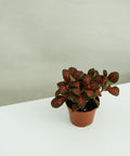 Minipflanze Fittonia Red - Greenery Living