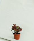 Minipflanze Fittonia Red - Greenery Living