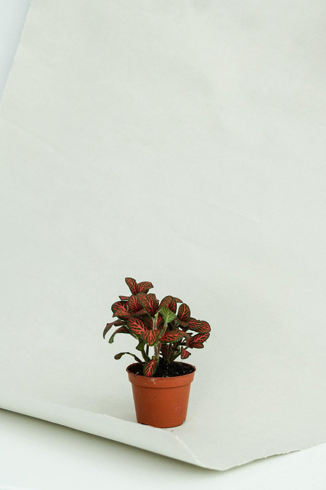 Minipflanze Fittonia Red - Greenery Living