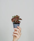 Minipflanze Fittonia Red - Greenery Living
