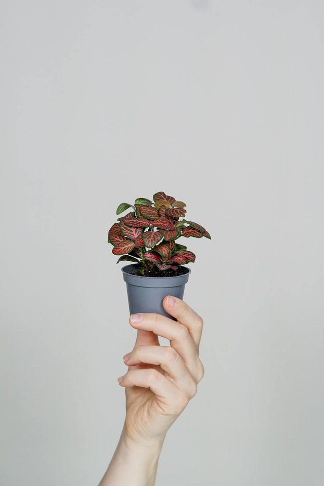 Minipflanze Fittonia Red - Greenery Living