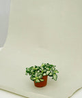 Minipflanze Fittonia White - Greenery Living
