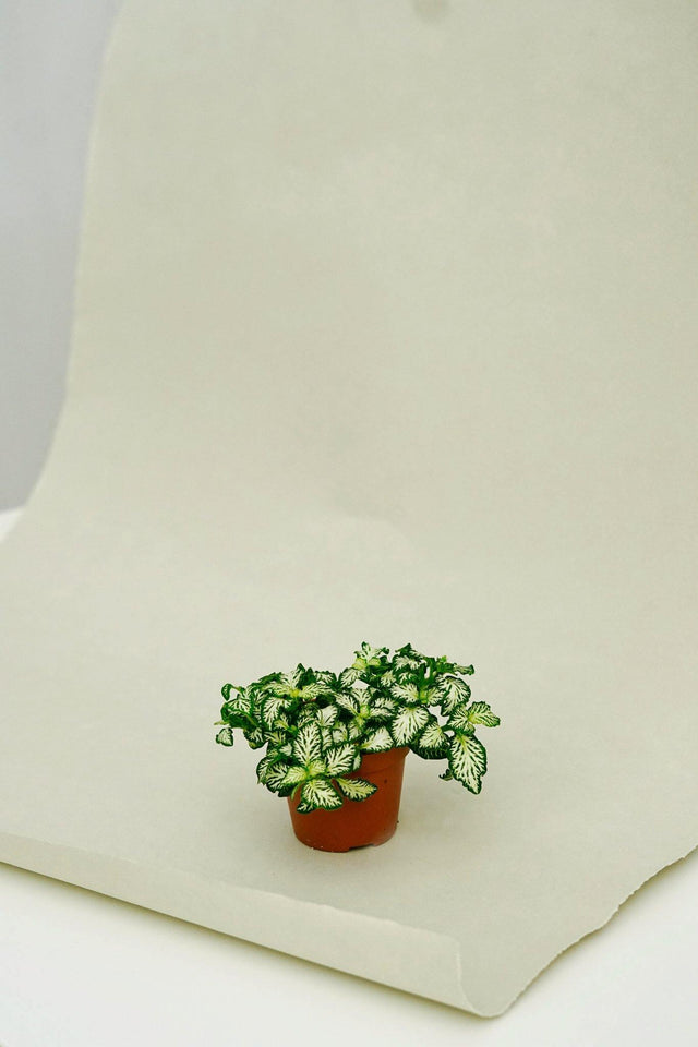Minipflanze Fittonia White - Flaschengarten Shop