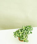 Minipflanze Fittonia White - Greenery Living