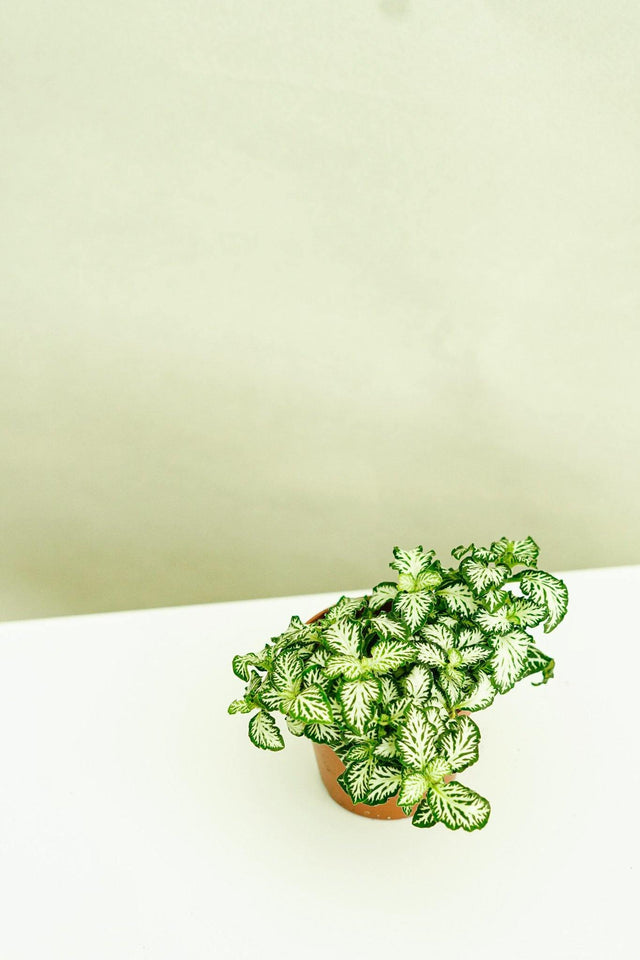Minipflanze Fittonia White - Greenery Living