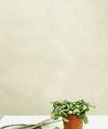 Minipflanze Fittonia White - Greenery Living