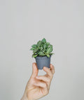 Minipflanze Fittonia White - Greenery Living