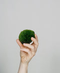 Minipflanze Kugelmoos - Greenery Living