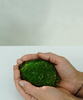 Minipflanze Kugelmoos - Greenery Living